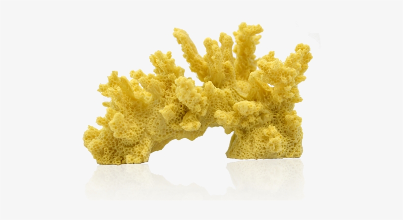 Deep Blue Professional Branch Coral - Deep Blue Branch Coral 35x2x25in Nat-103143 {bin-1}894410, transparent png