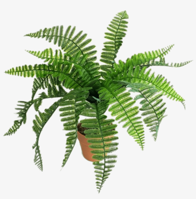 Artificial Fern - Helechos Png, transparent png
