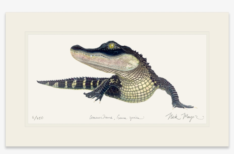 American Alligator - Art, transparent png