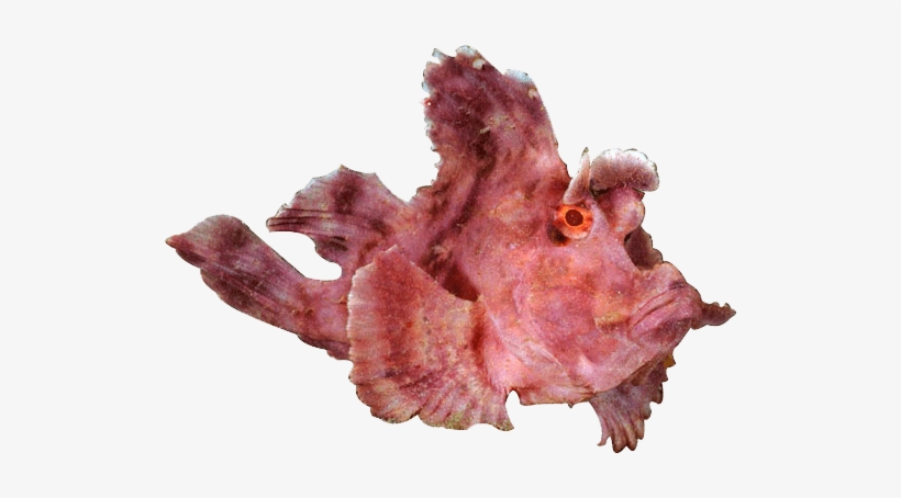 About Lembeh - Lembeh, transparent png