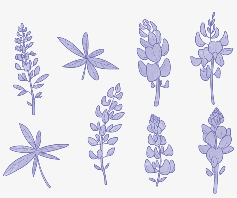 Bluebonnet Flower Vectors - Bluebonnet Clipart Black And White, transparent png