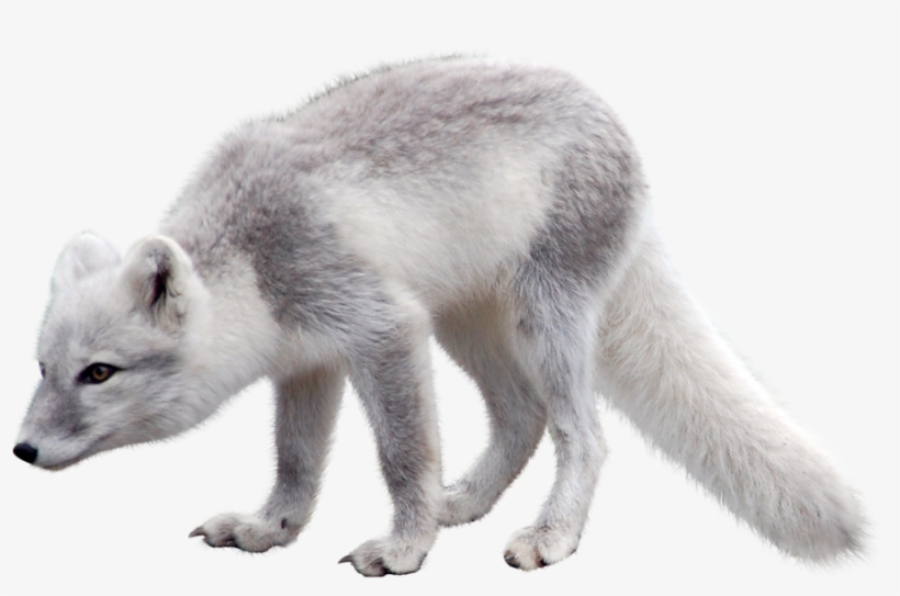Polar Fox Clipart Artic - Arctic Fox Png, transparent png