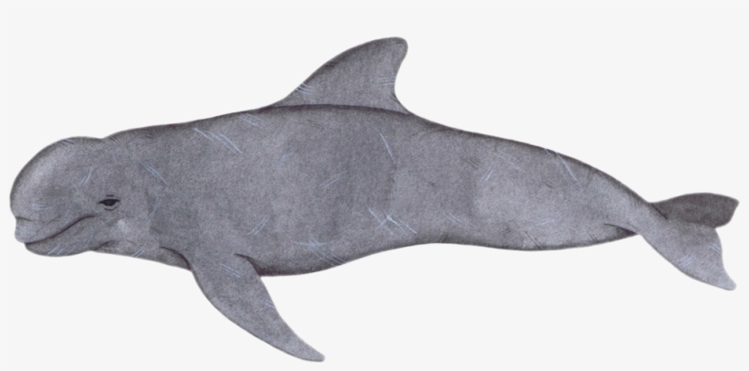 Short Finned Pilot Whale - Short-finned Pilot Whale, transparent png