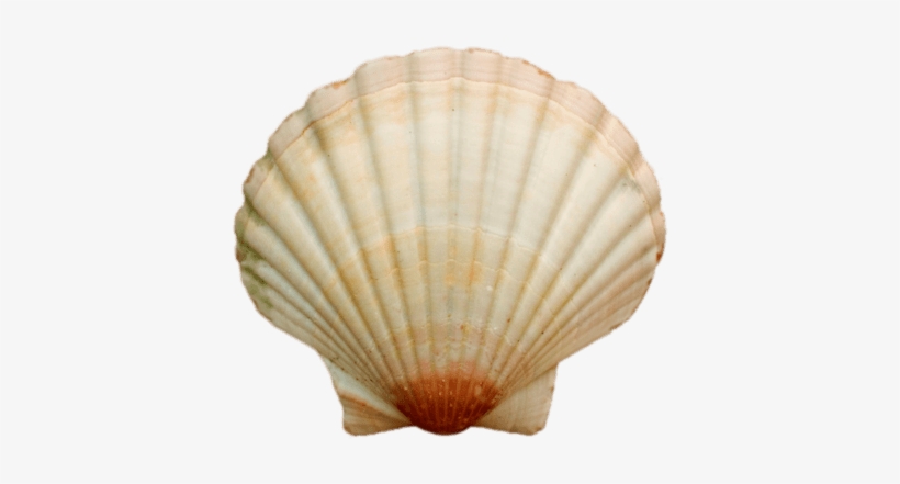 Food - Seashells - Seashell Png, transparent png
