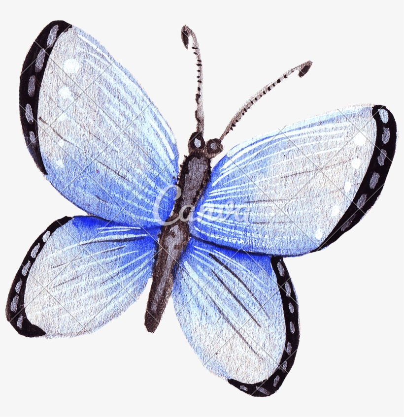 Hand Drawing Of Colorful Watercolor Butterfly - Illustration, transparent png