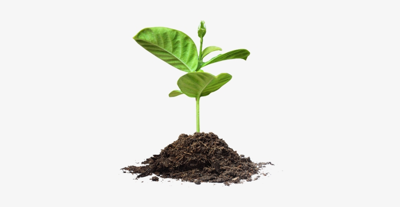 Save Tree Png Picture - 100 Things Every Child Should Know Before Confirmation:, transparent png