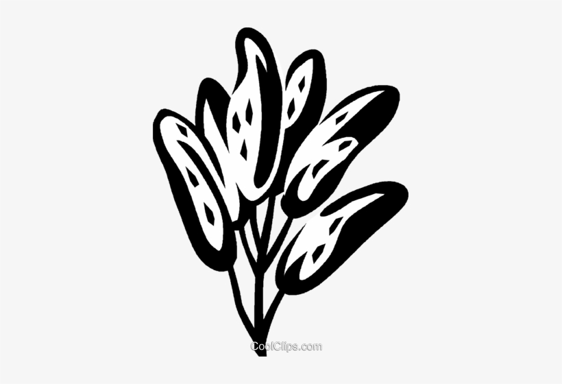 Sage Royalty Free Vector Clip Art Illustration - Clip Art, transparent png