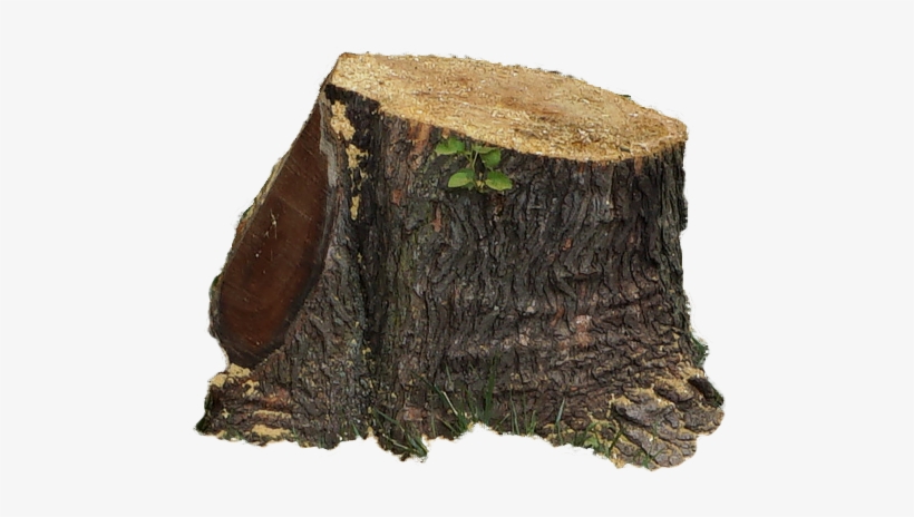 Tree - Tree Stump, transparent png