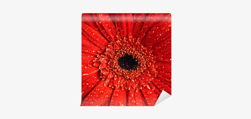 Barberton Daisy, transparent png