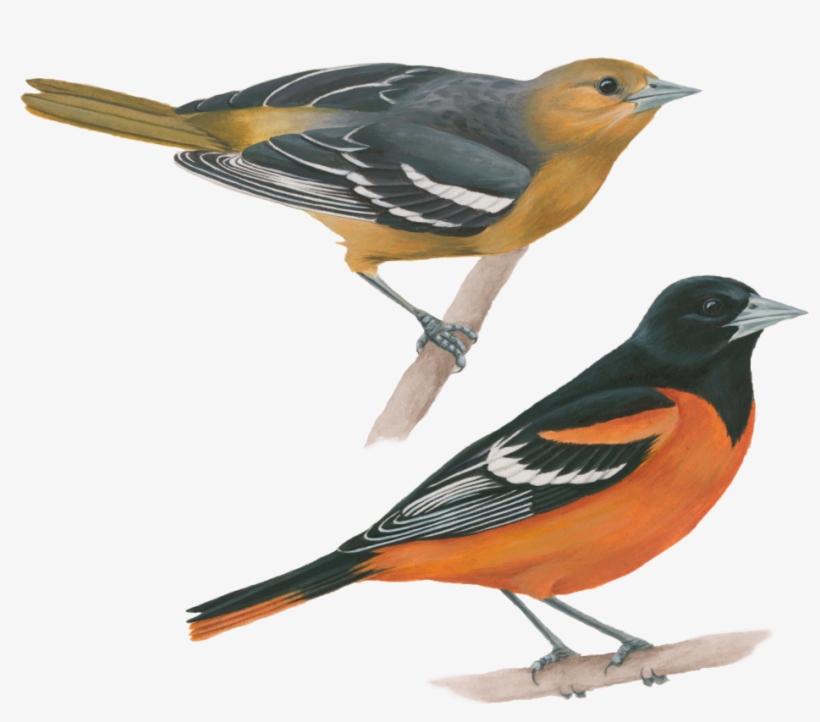 Baltimore Oriole - Old World Orioles, transparent png