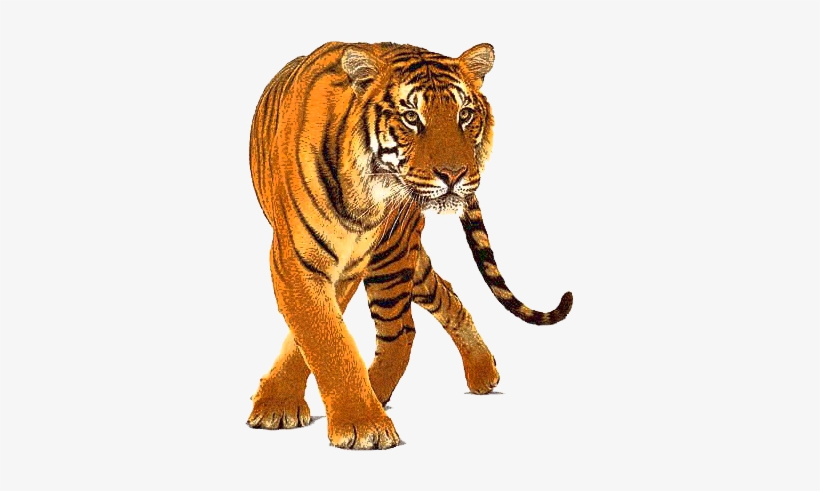 Freeuse Idol Competition Male Singing Logo - Png Animal, transparent png