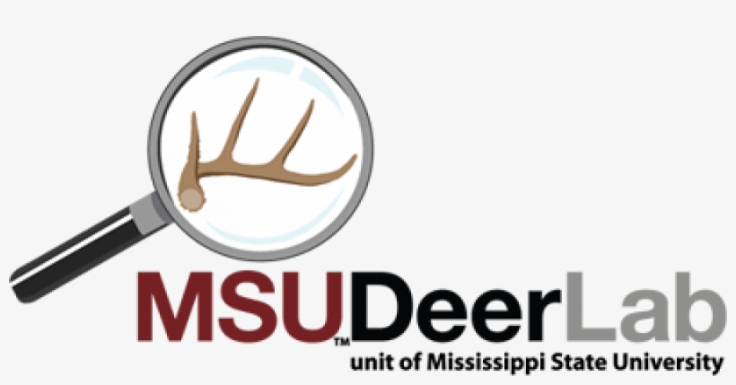 Once - Msu Deer Lab, transparent png