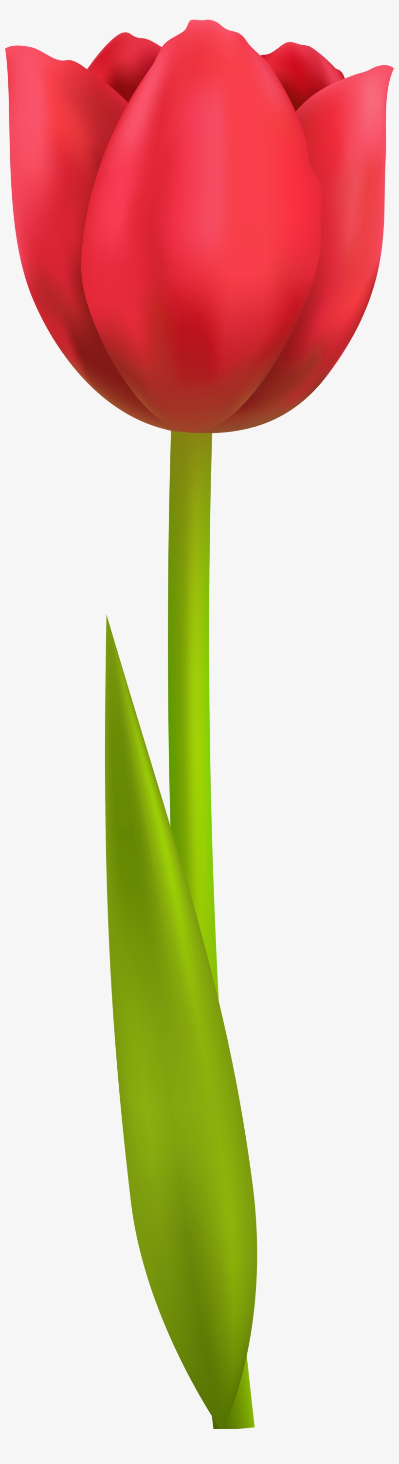 Tulip Png Transparent Clip Art Image - Tulip Clipart Png, transparent png