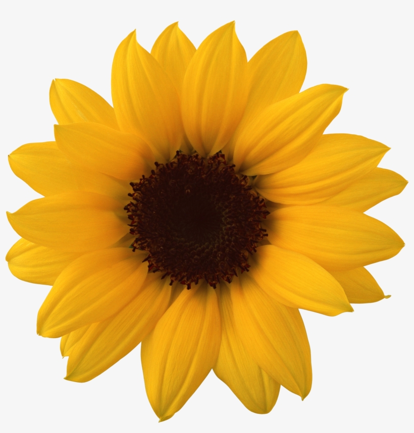 Sunflower Png, transparent png