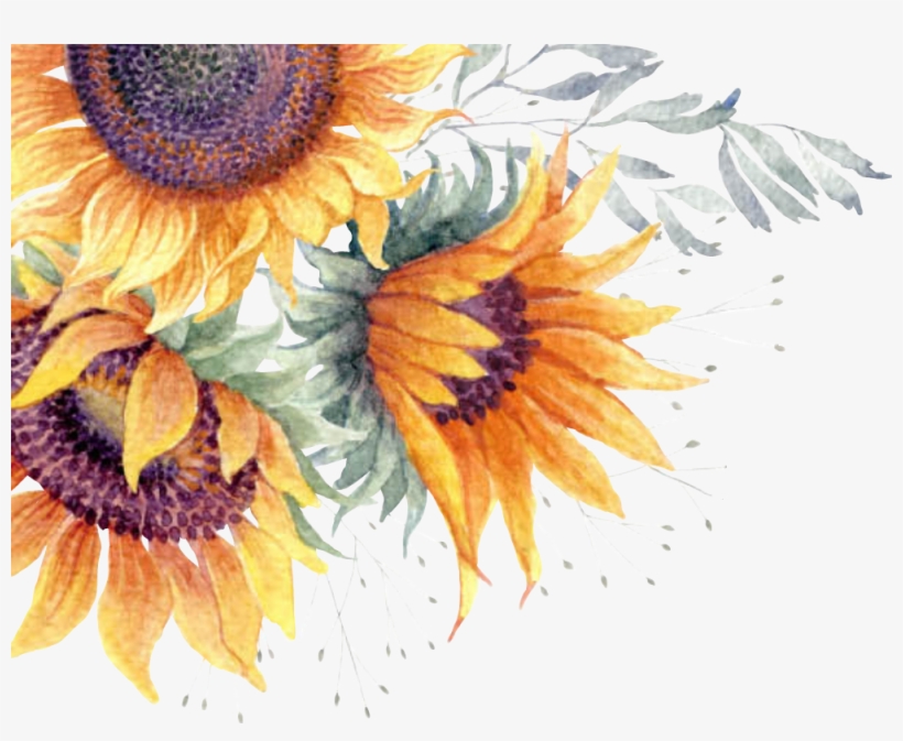 Report Abuse - Transparent Sunflower Watercolor Png, transparent png