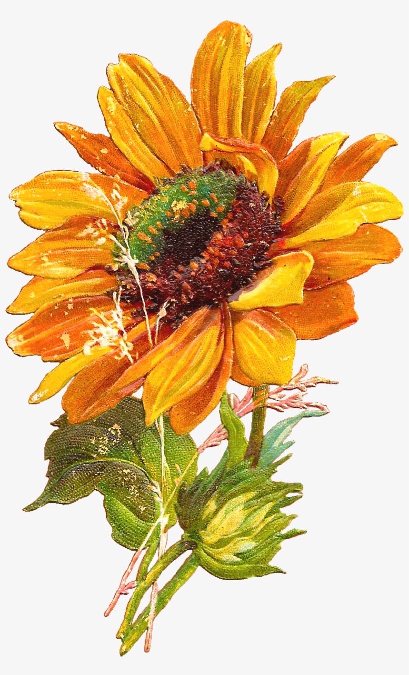 Http - //4 - Bp - Blogspot - Ucv4/s1600/sun Flower - Sunflower Clipart, transparent png