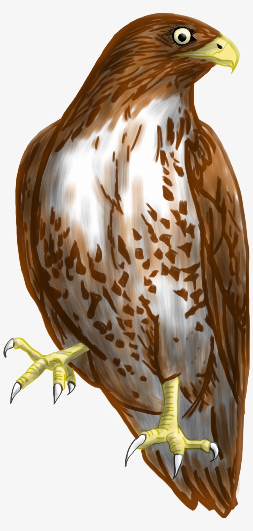Hawk Clipart Transparent Background - Transparent Background Hawk Clipart, transparent png