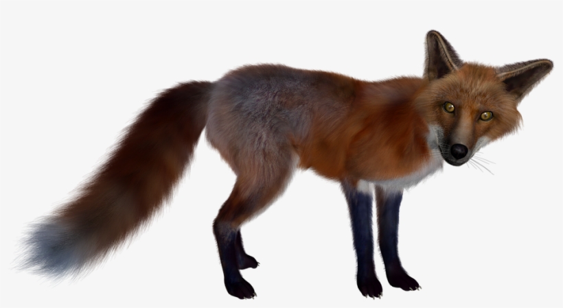 Fox Clipart Dhole - Fox, transparent png