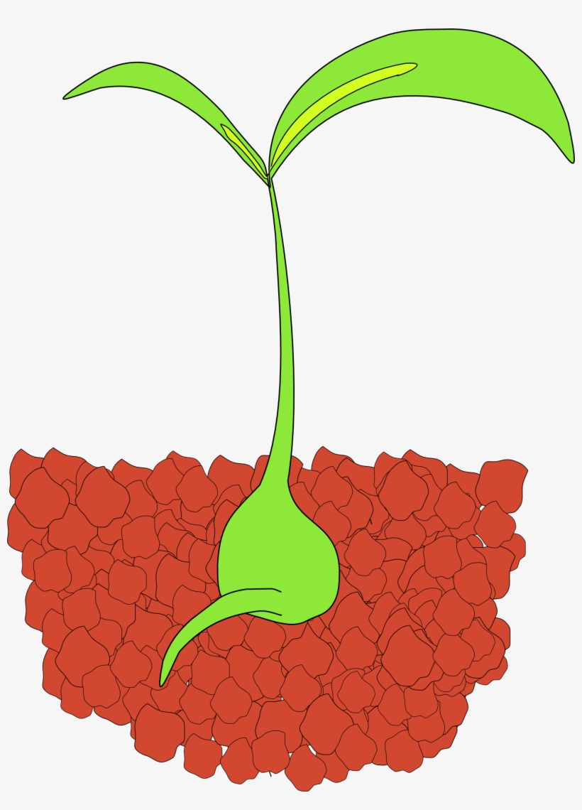 This Picture Shows A Baby Plant, Or Seedling, With - Seedlings Clipart, transparent png