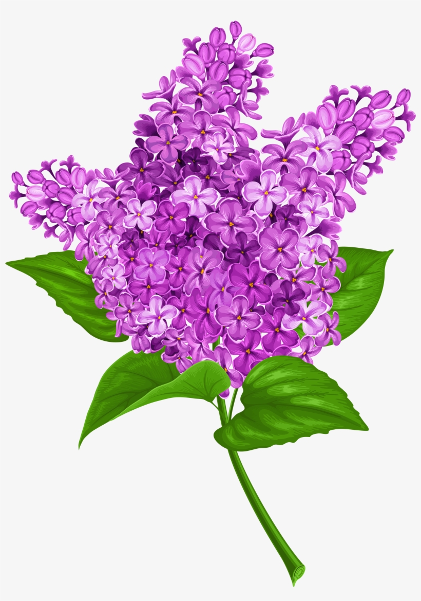 Lilac Png Transparent Clip Art Image Gallery - Lilac Clipart Png, transparent png