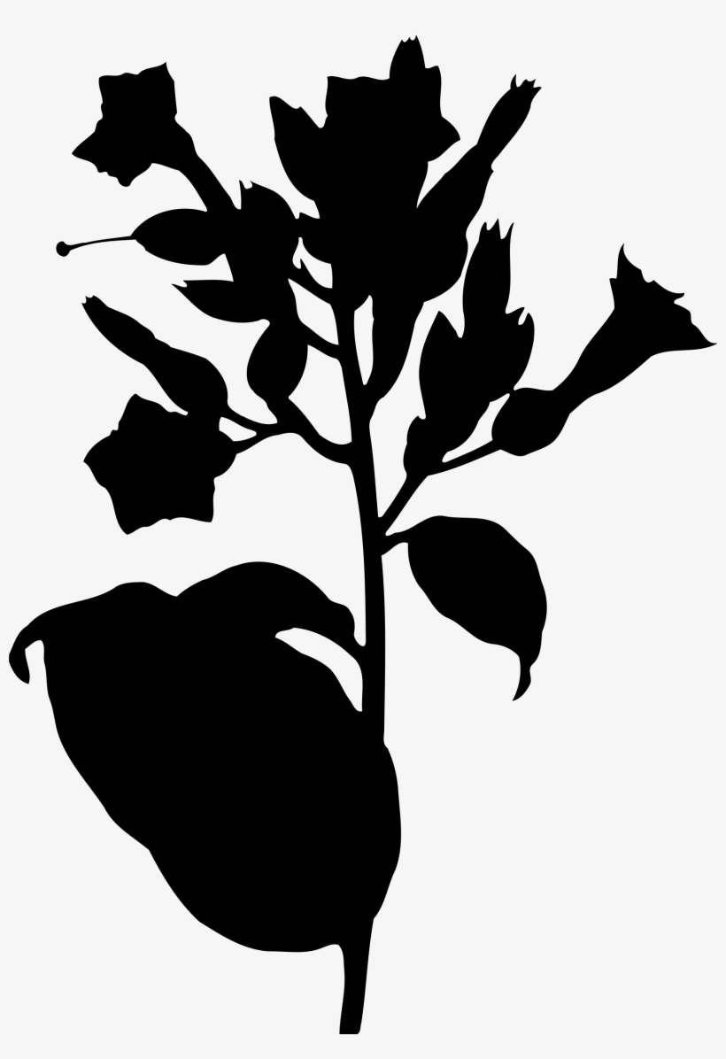 Tobacco Plant Big Image Png - Tobacco Plant Silhouette, transparent png