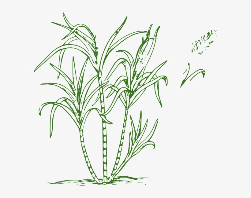 Sugar Cane Clip Art, transparent png
