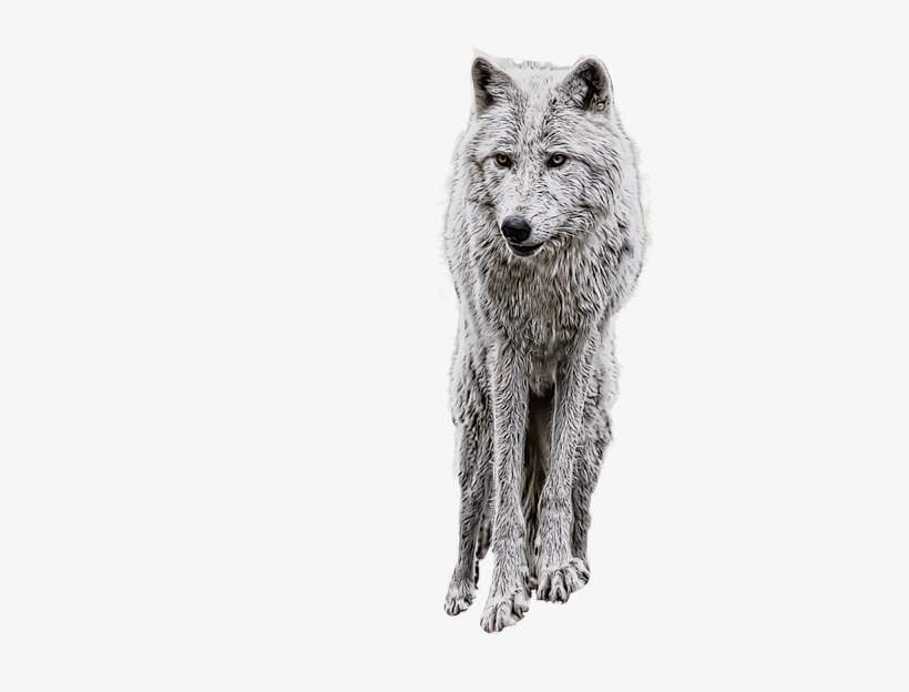 Wolf Png Clipart - Manipulation Background Png Download, transparent png