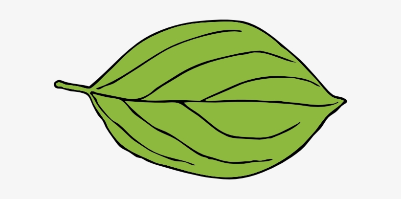 Apple Leaf Template - Leaf Clipart - 600x327 PNG Download - PNGkit