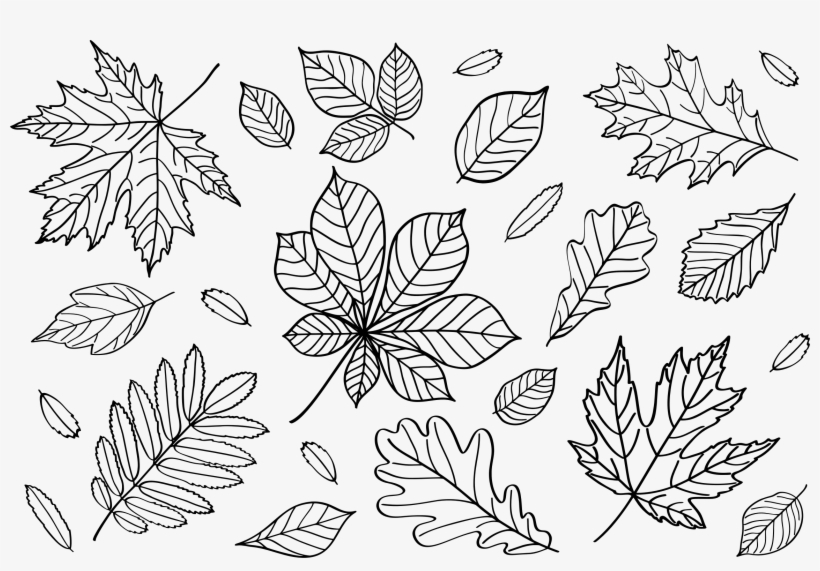 Clipart Autumn Leaves Outlines Png Fall Leaf Outline - Line Art, transparent png