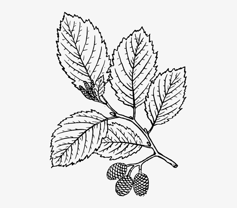 Outline, Leaf, Tree, Branch, Plant, Vine, Leaves, Alder - Red Alder Tree Drawing, transparent png