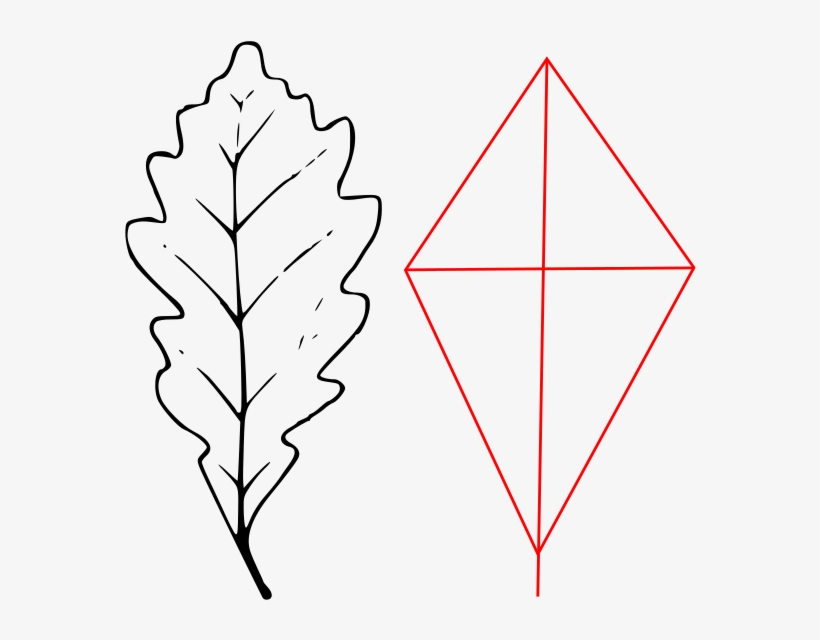 Leaf Quercus Petraea Outline - Diagram, transparent png