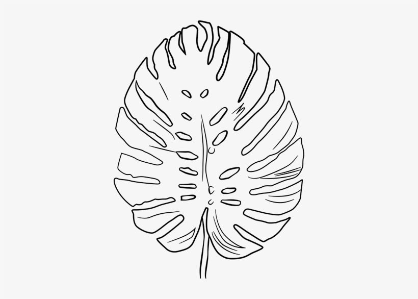Plant Leaf Outline Design Wall Sticker - Hoja Costilla De Adan Dibujo, transparent png