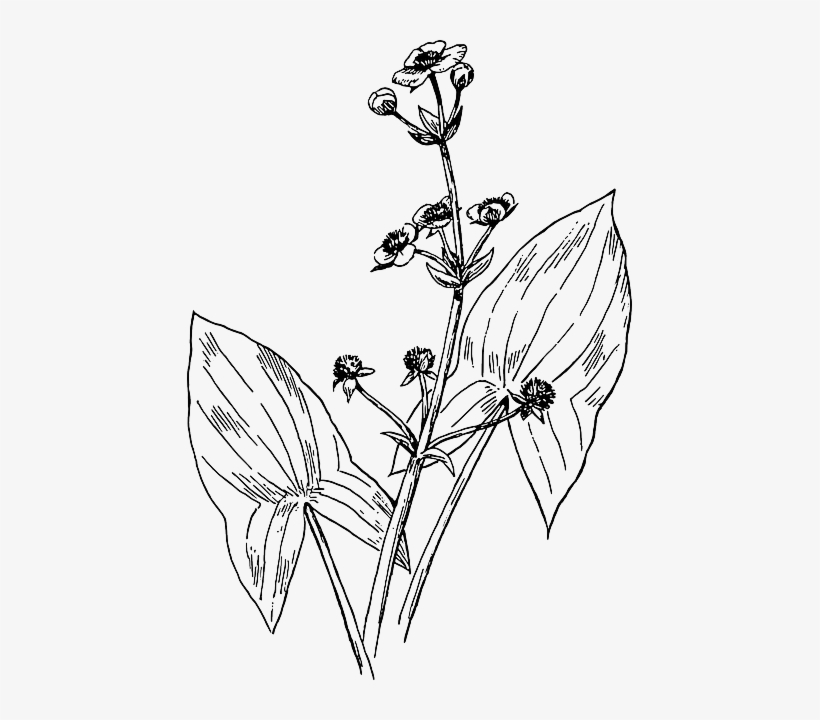 Outline, Leaf, Plant, Arrowhead, Botany - Broadleaf Arrowhead Drawing, transparent png