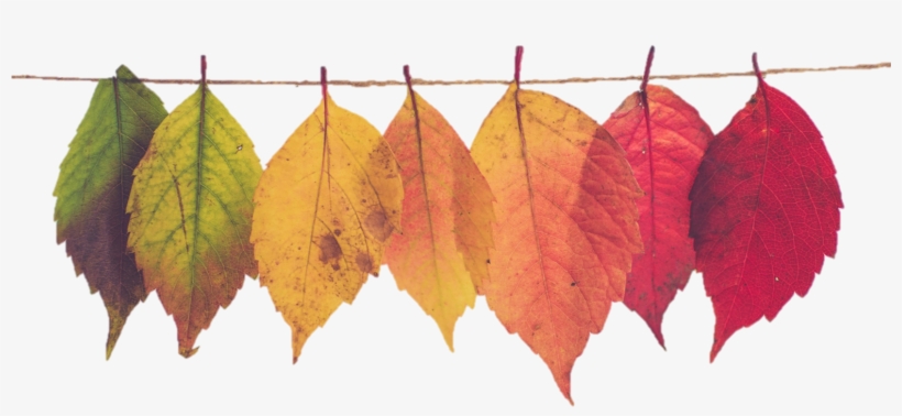I'm Back Again Love Your Graphics If Any Of These Images - Autumn Leaf Mood Board, transparent png