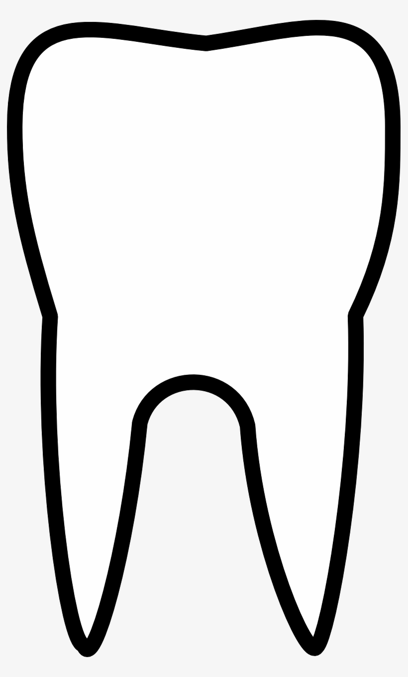 Vector Graphics free Illustrations White Tooth Outline Png 791x1280