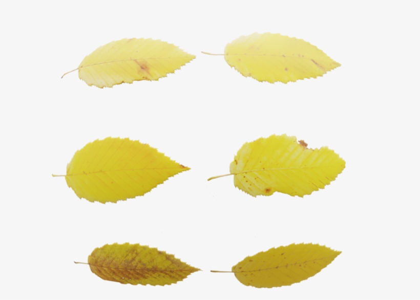 Leaf Set - Lemon, transparent png