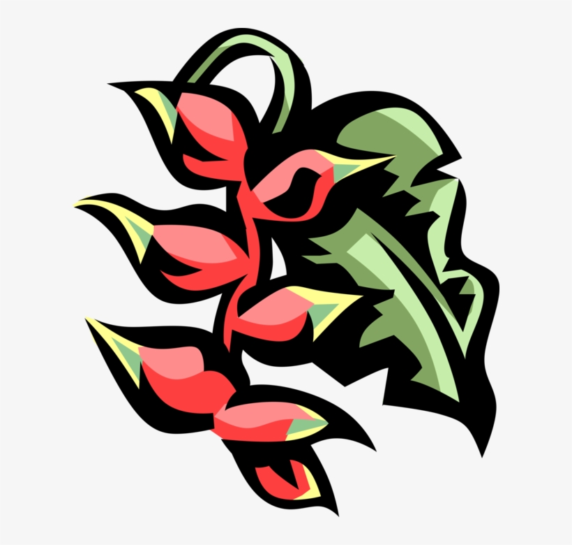 Graphic Library Stock Parrot S Plantain Image Illustration - Library, transparent png