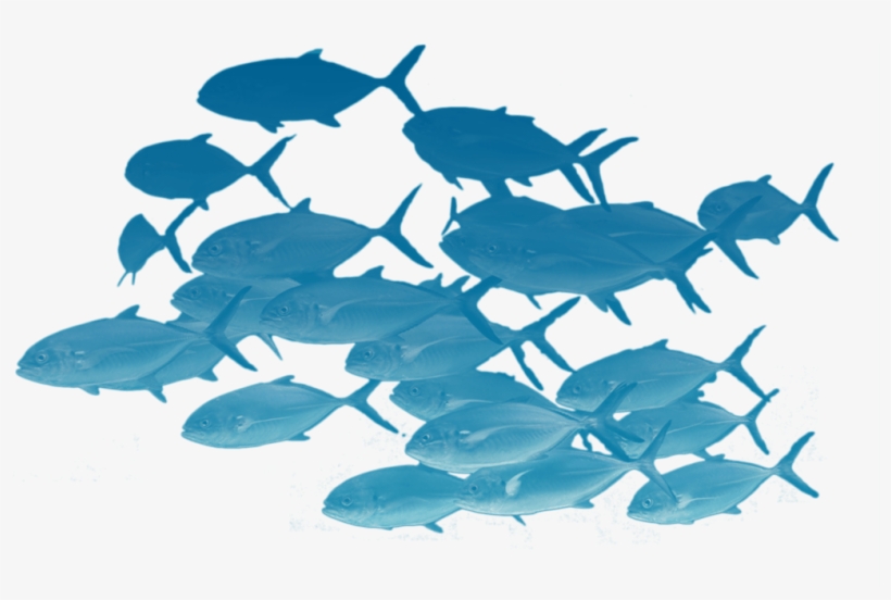 School Of Fishes Png - School Of Fish Transparent, transparent png
