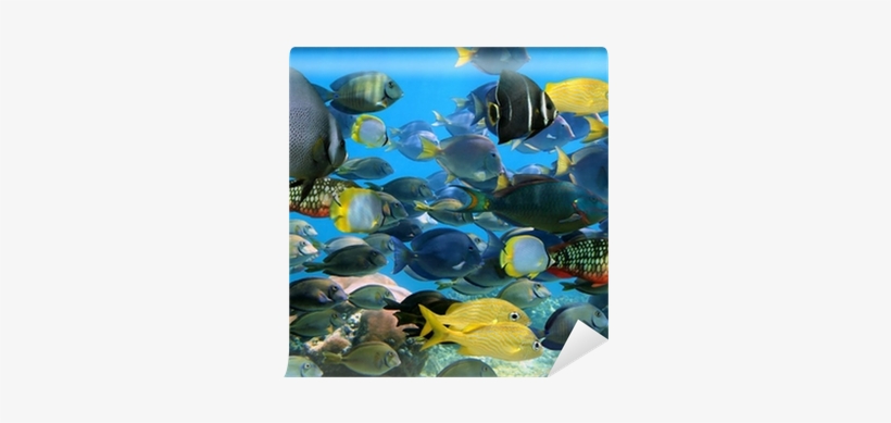 Underwater, transparent png