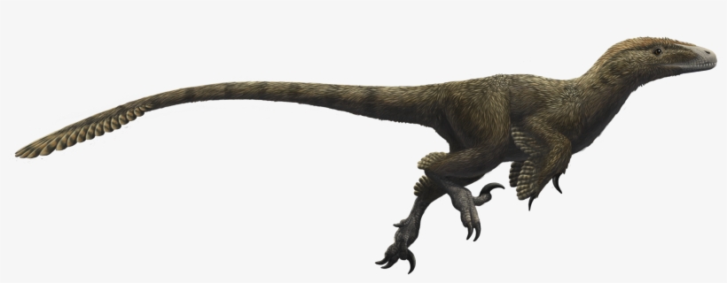 Utahraptor Ostrommaysorum - Utahraptor Png, transparent png