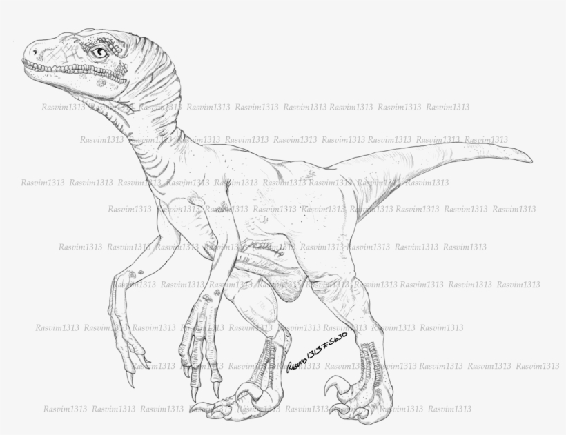 Non-feather Raptor - Sketch, transparent png
