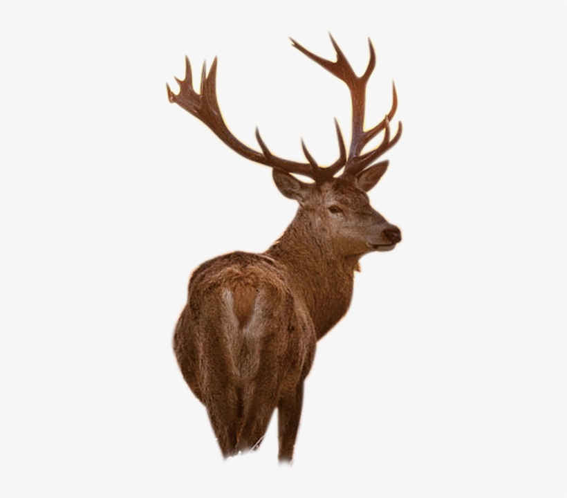 Deer Png Images Graphic Freeuse Library - Like A Deer That Panteth: A Christian Inspirational, transparent png
