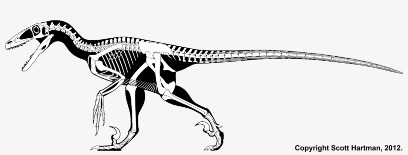 Vector Free Library Terrible Claw Skeletal - Utahraptor Skeletal, transparent png