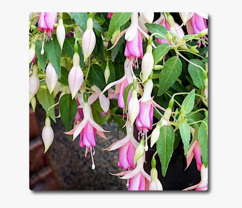 Fuchsia Fairy Lights - Garden, transparent png