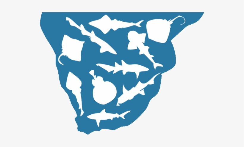 A Complete List Of Southern African Chondrichthyans - Southern Africa, transparent png