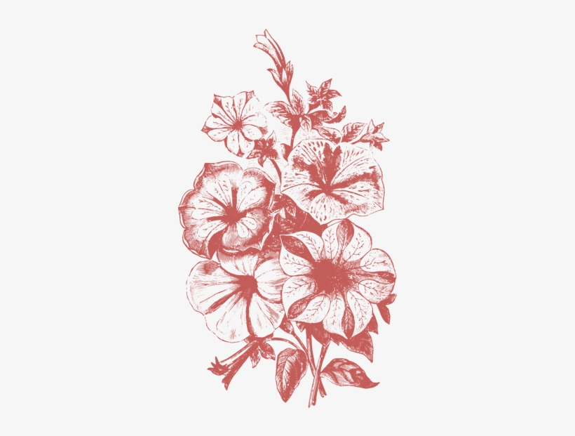 Png Free Library Plant Flower Illustrations Vol Png - Flowers Illustration Vector Png, transparent png