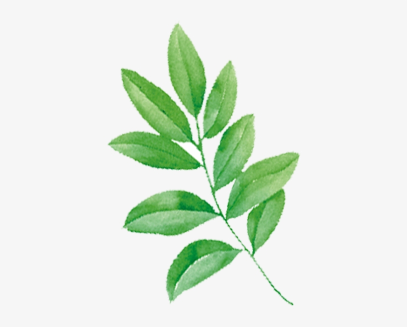 Tmall Cosmetics Shower Gel Jd - Hand Painted Leaf Png, transparent png