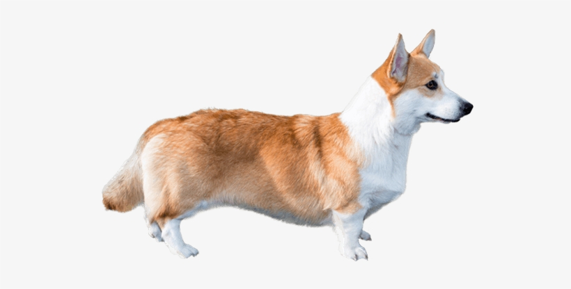 Corgi Dog - Pembroke Welsh Corgi Png, transparent png