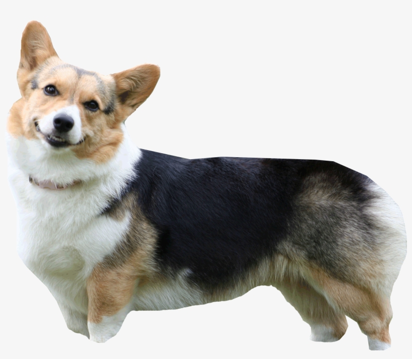 B&w Corgi Livetrace Color - Pembroke Welsh Corgi Greeting Cards, transparent png