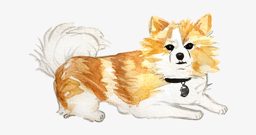 Pembroke Welsh Corgi, transparent png